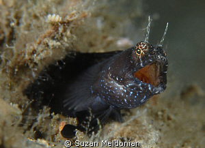 Sailfin Blenny barking mad at my presence when he wanted ... by Suzan Meldonian 